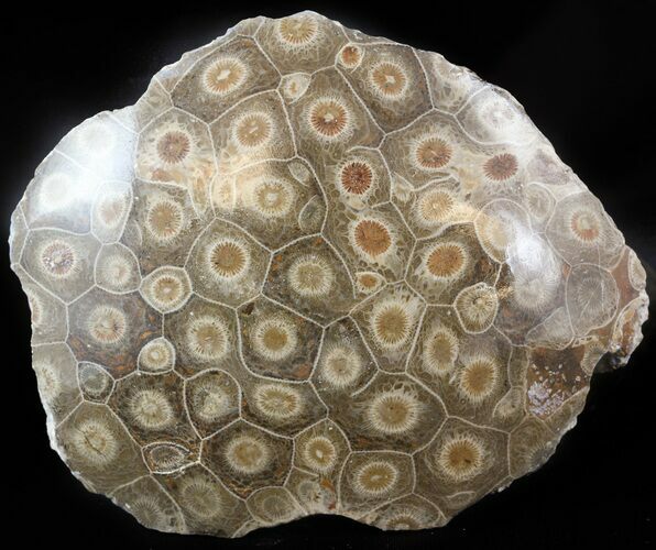 Polished Fossil Coral (Actinocyathus) Head - Morocco #44915